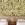Appaloosa© Mural Wallpaper in Gold Rush