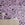 Appaloosa© Mural Wallpaper in Purple + Black