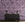 Appaloosa© Mural Wallpaper in Purple + Black