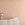 Botanic Bloom© Wallpaper in Coral